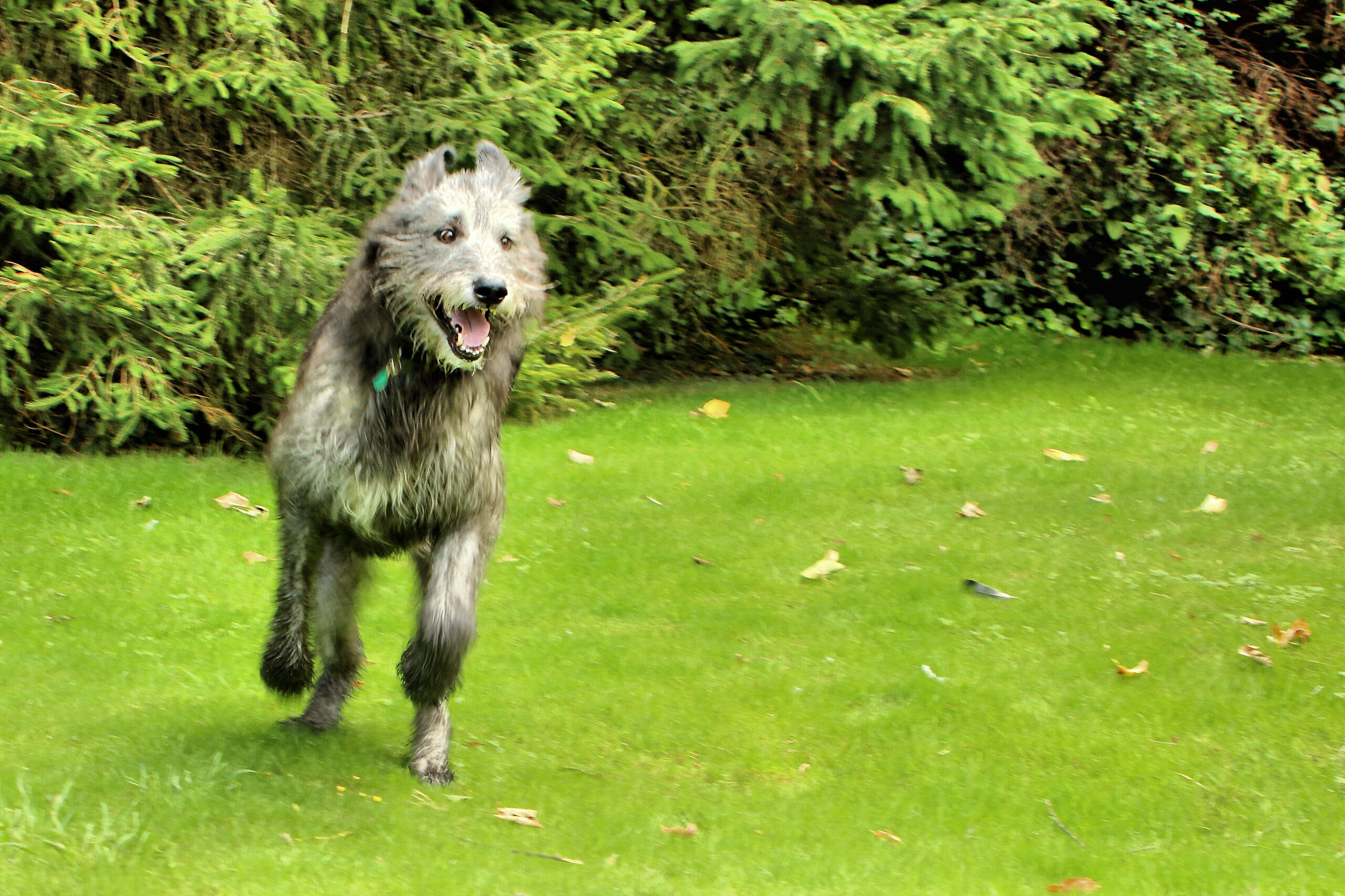 Irish WolfHound Facts
