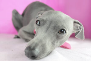 Italian Greyhound Facts