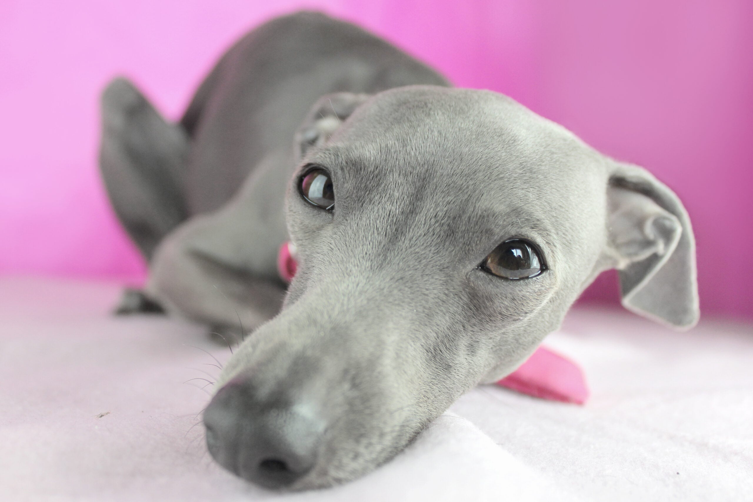 Italian Greyhound Facts