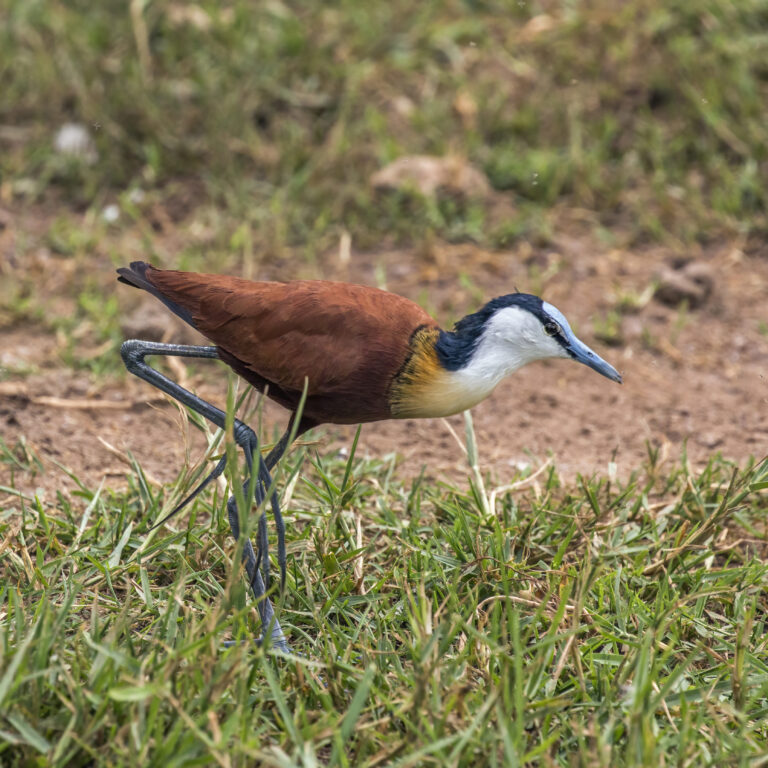 Jacana Facts