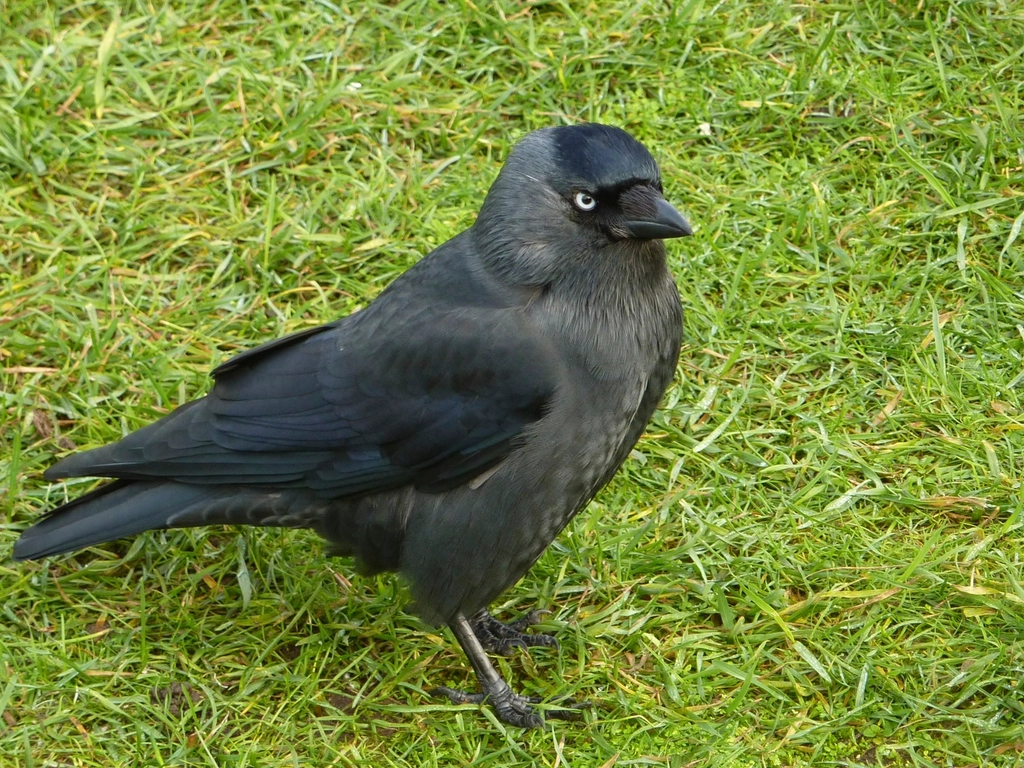 Jackdaw Facts