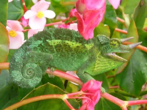 Jackson’s Chameleon Facts