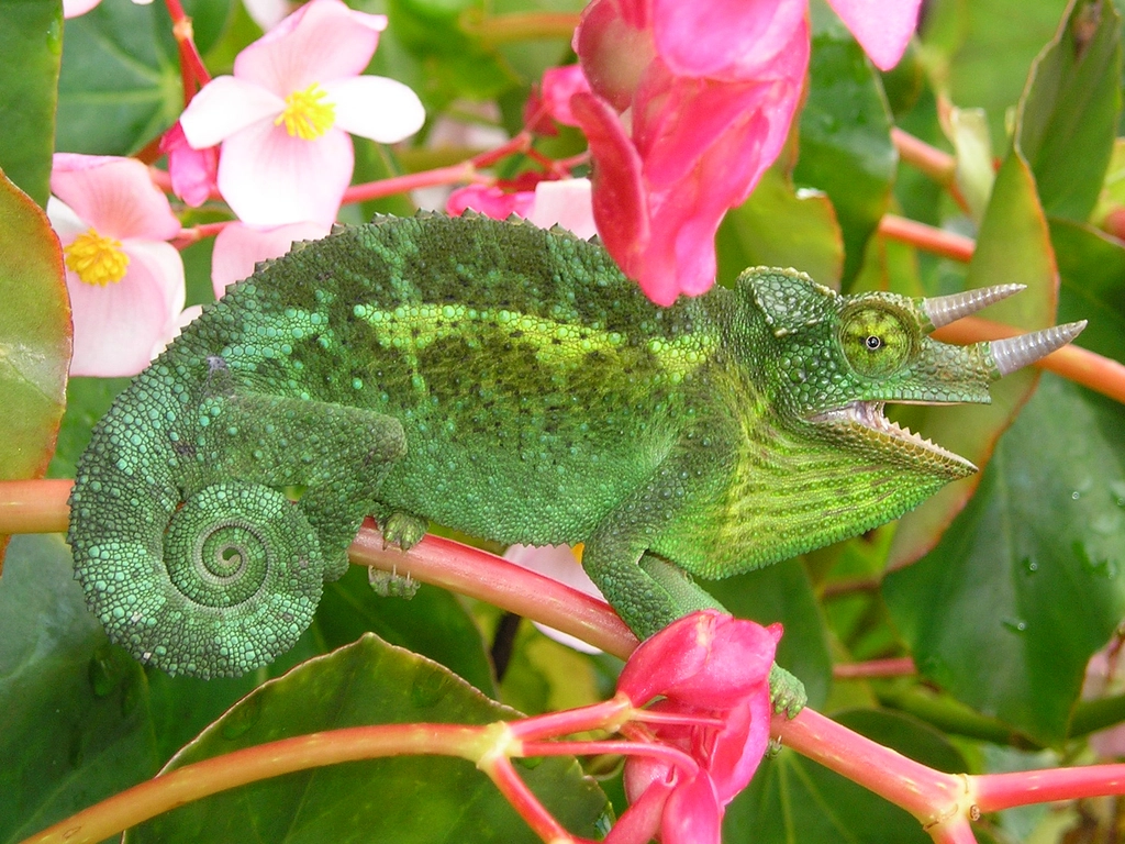 Jackson’s Chameleon Facts