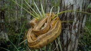 Jamaican Boa Facts
