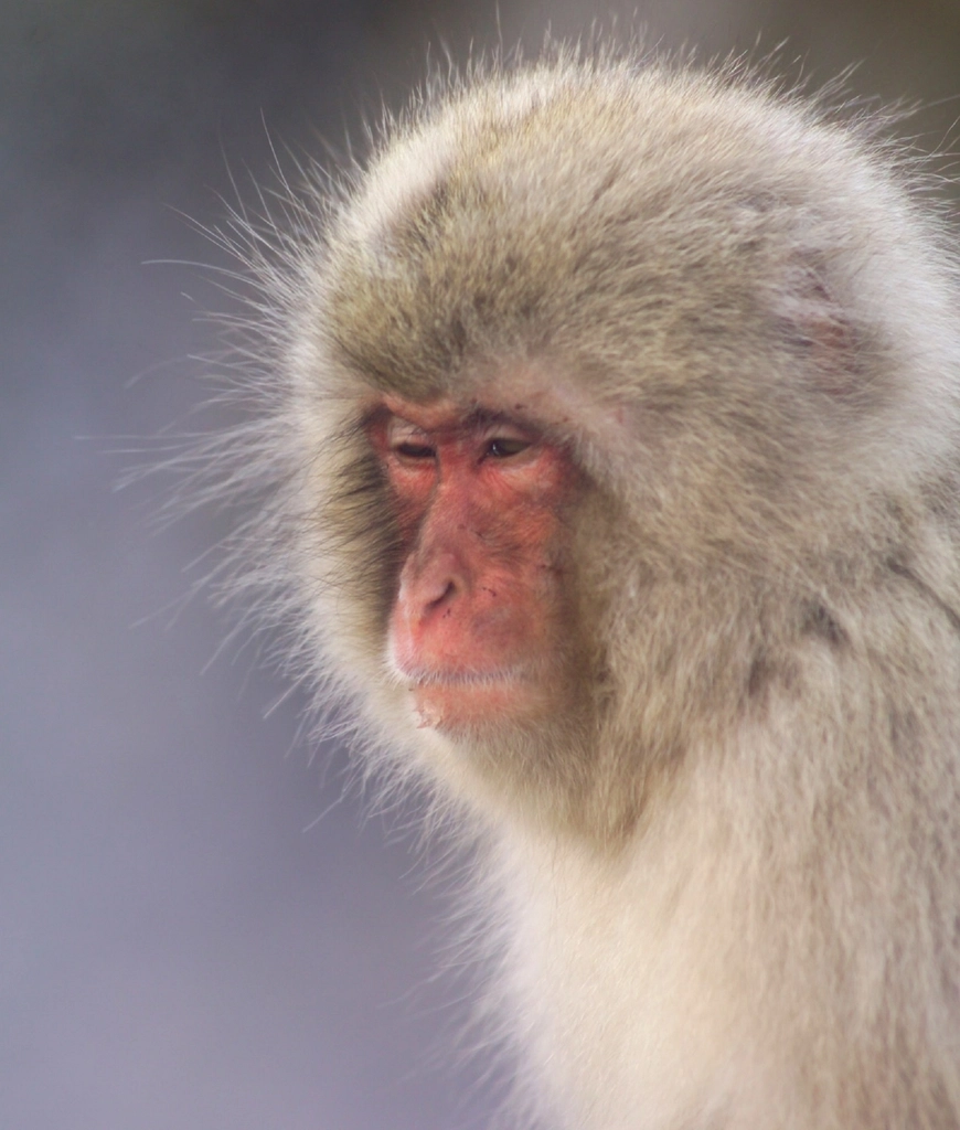 Japanese Macaque Facts