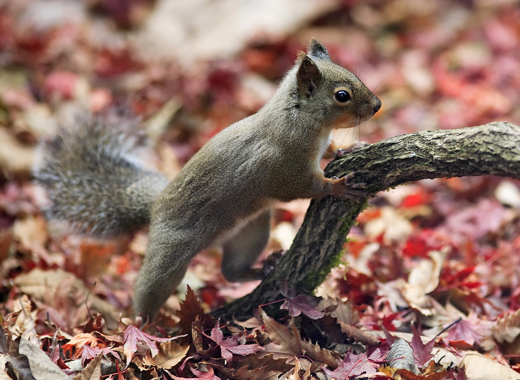 Japanese Squirrel Facts