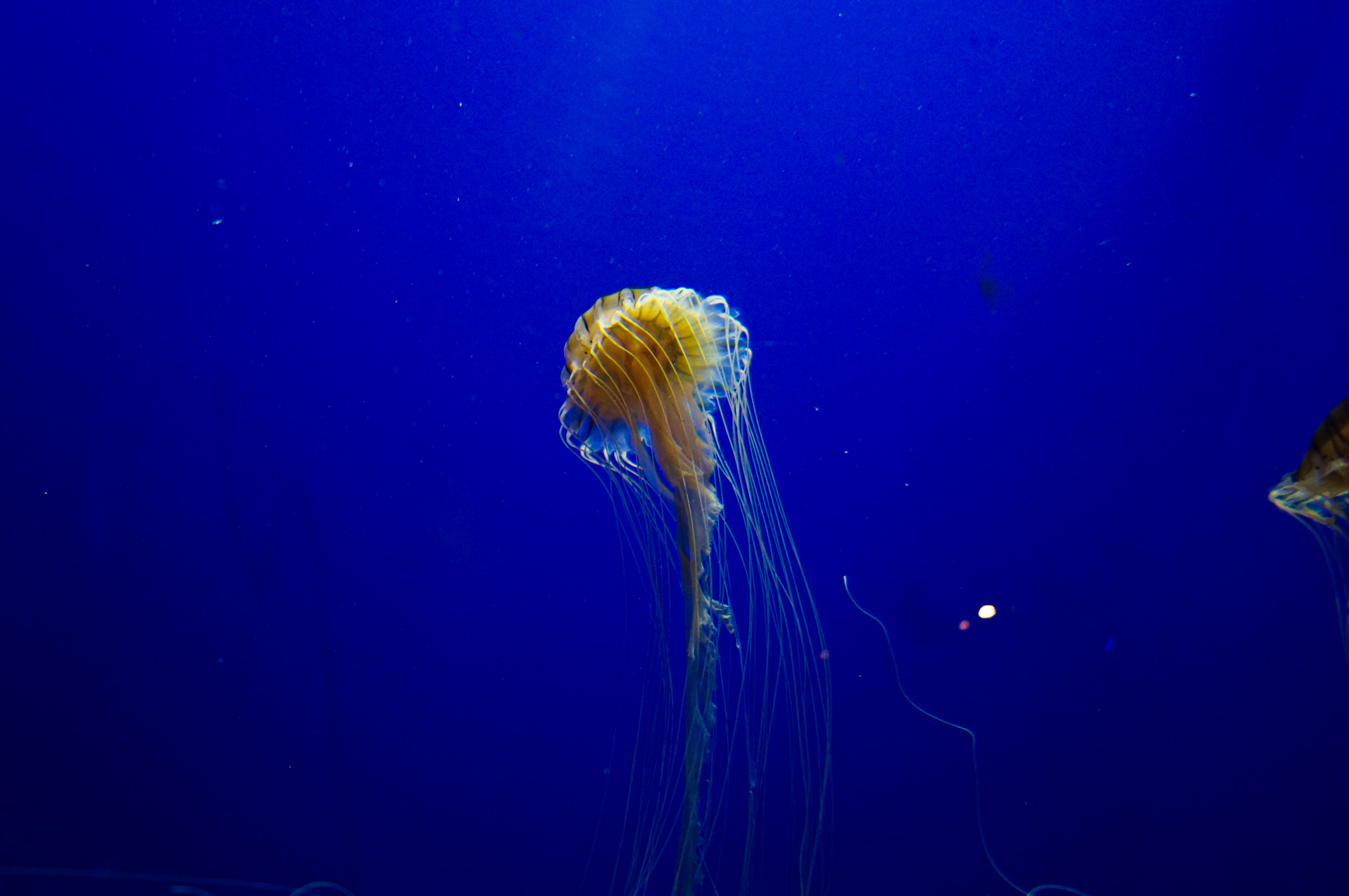 Jellyfish Facts