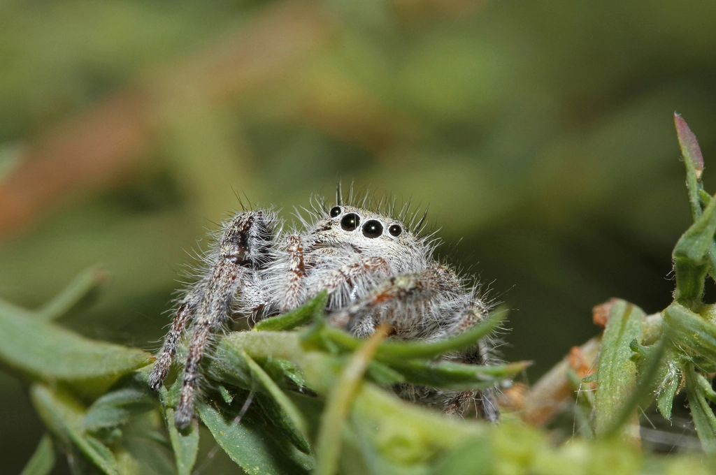 Jumping Spider Facts