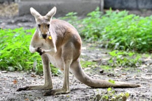Kangaroo Facts