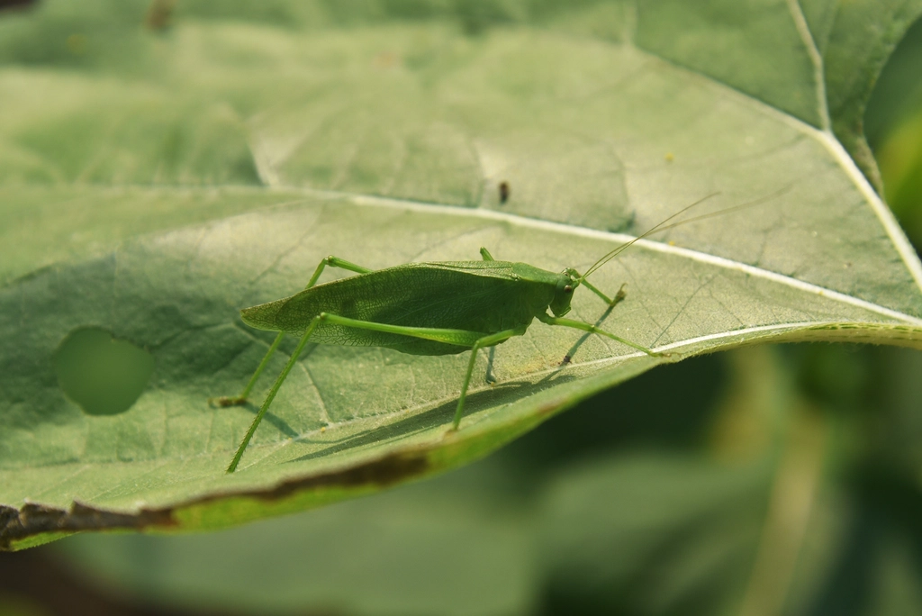 Katydid Facts