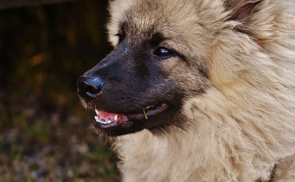Keeshond Facts