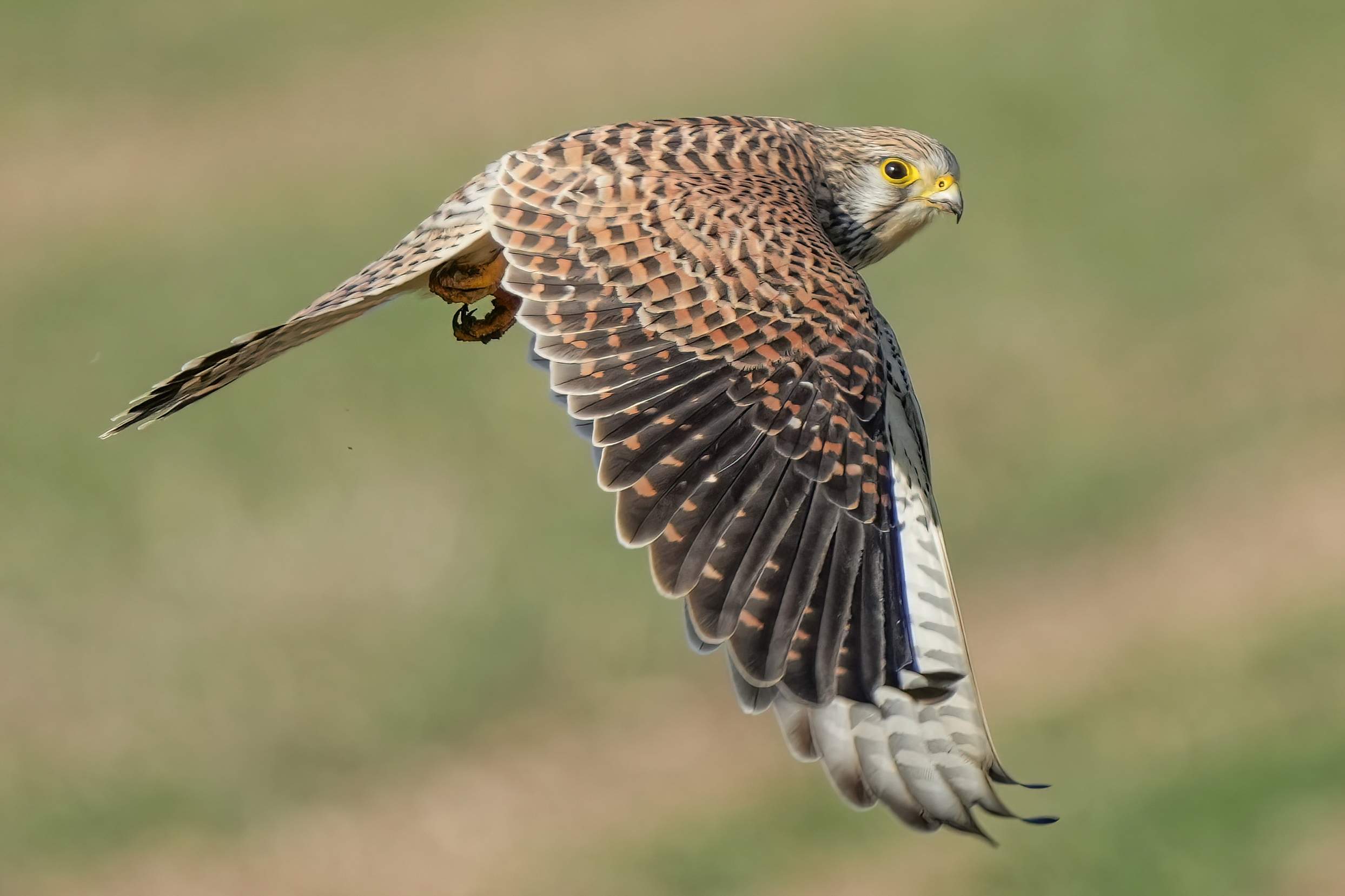 Kestrel Facts