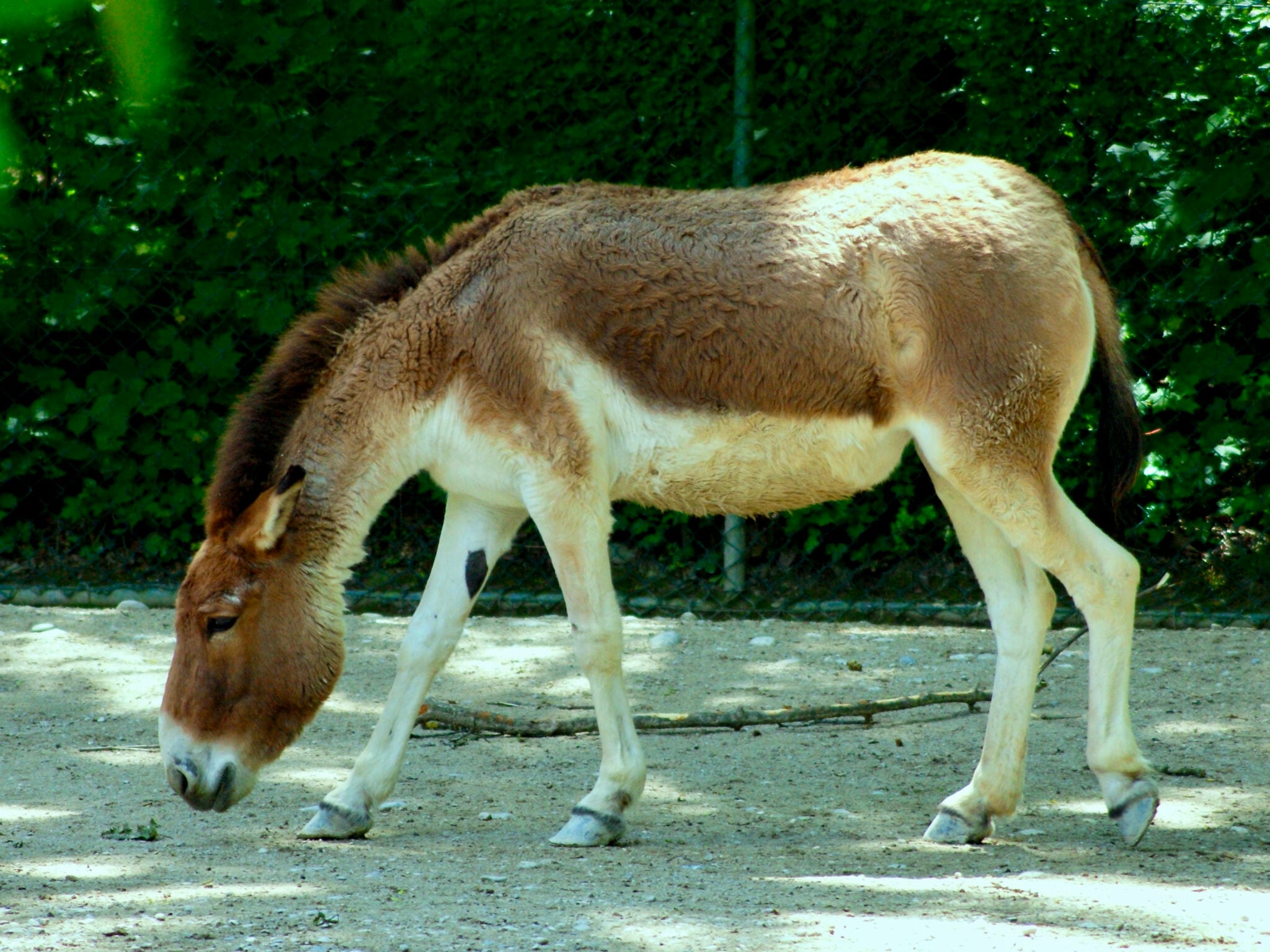 Kiang Facts: The Wild Donkey of Tibet - Animals Discovered