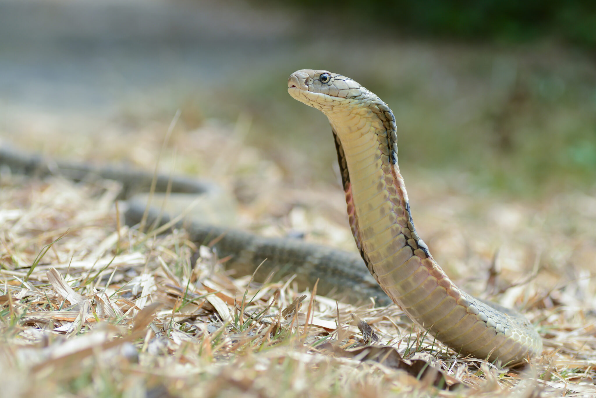 King Cobra Facts: Nature's Deadliest Architect - Animals Discovered