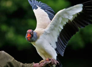 King Vulture Facts