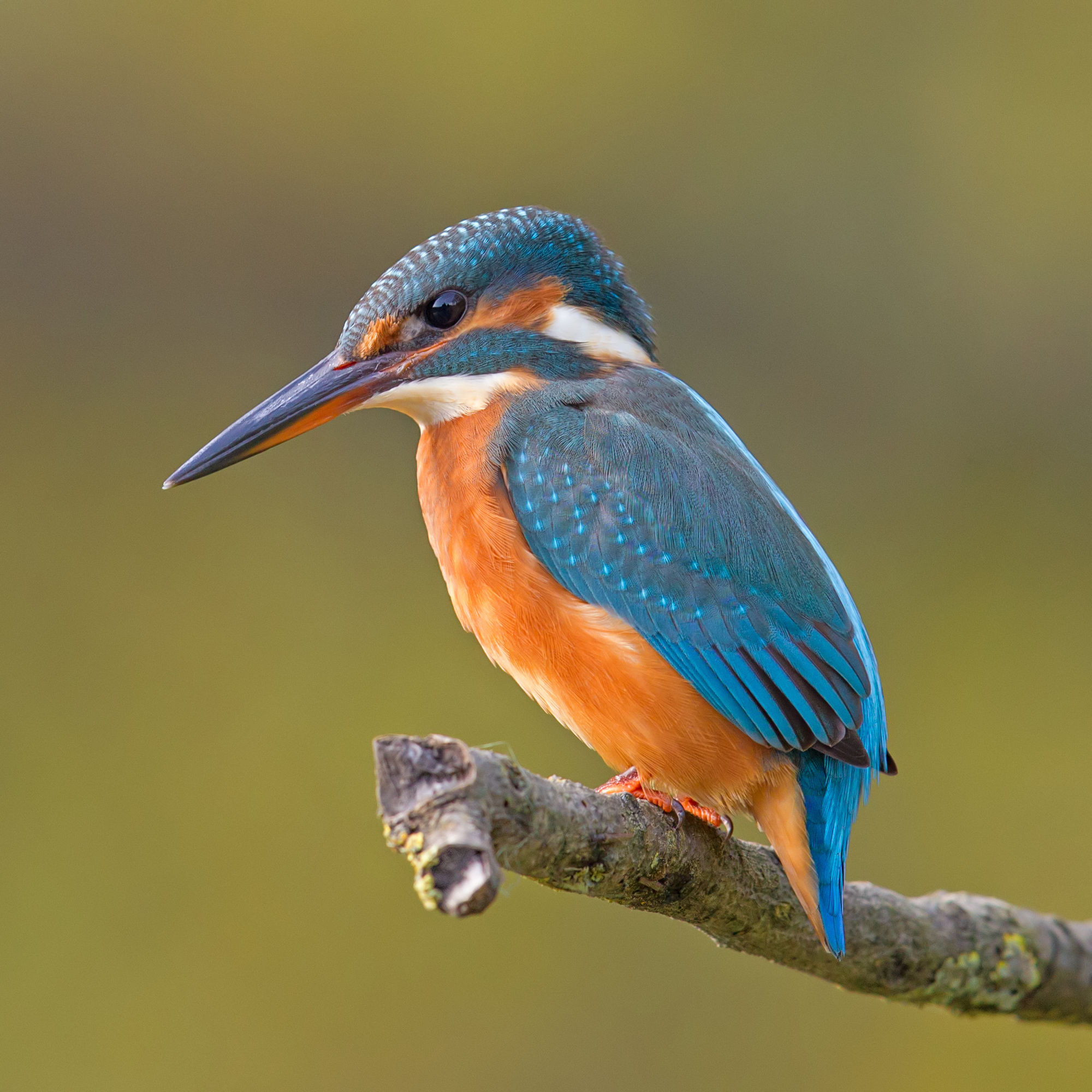 Kingfisher Facts