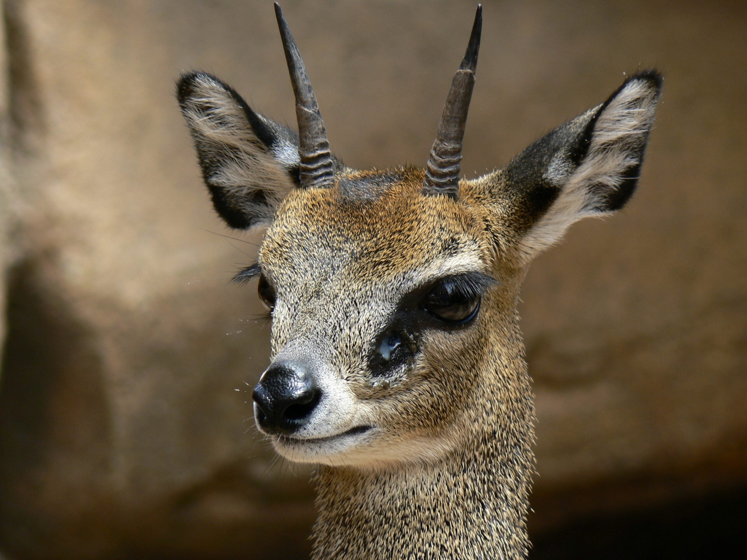 Klipspringer Facts