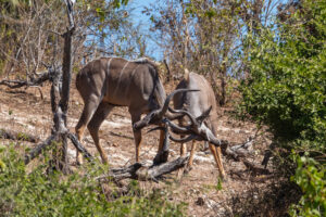 Kudu Facts