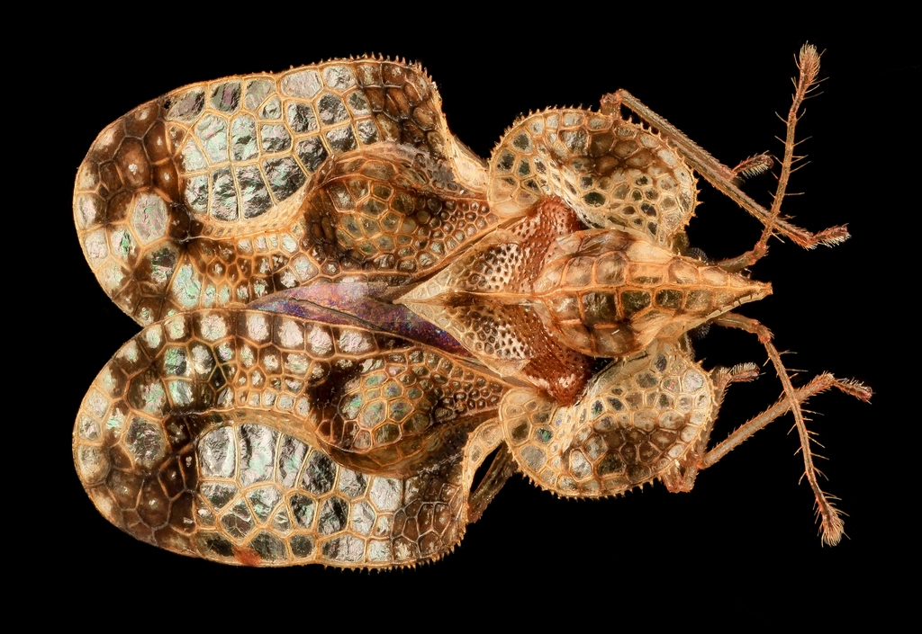 Lace Bug Facts