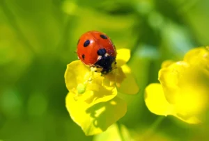 Ladybug Facts