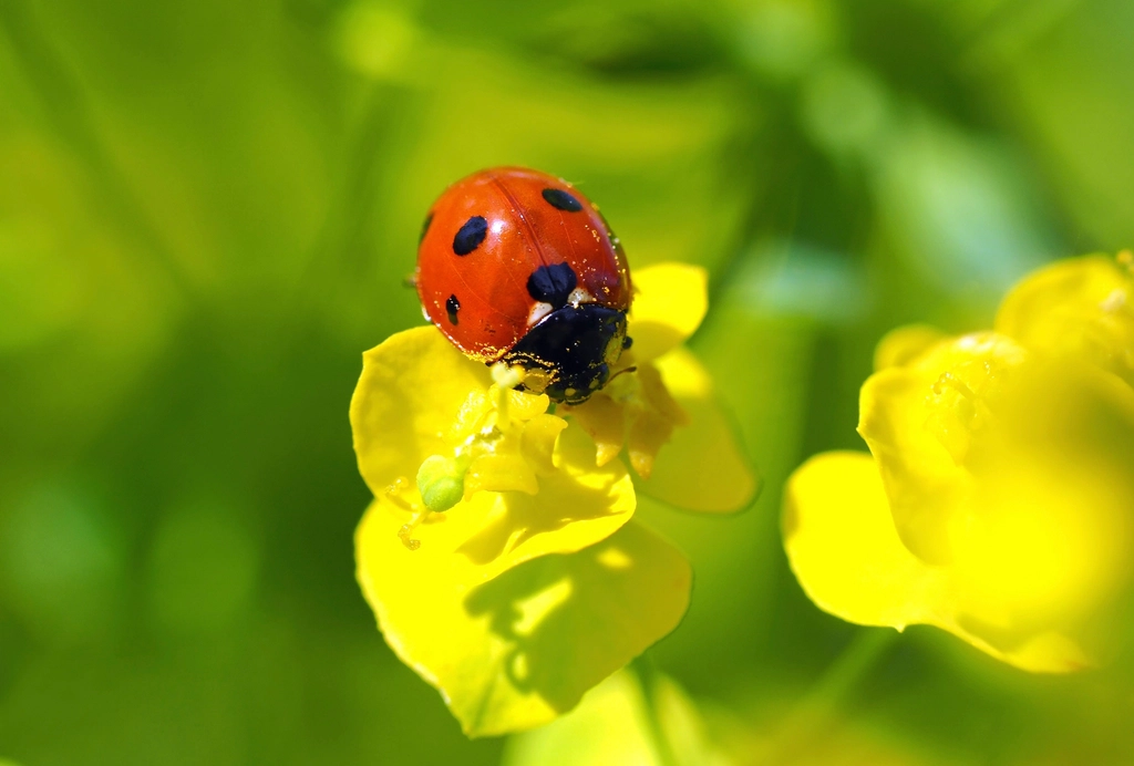 Ladybug Facts