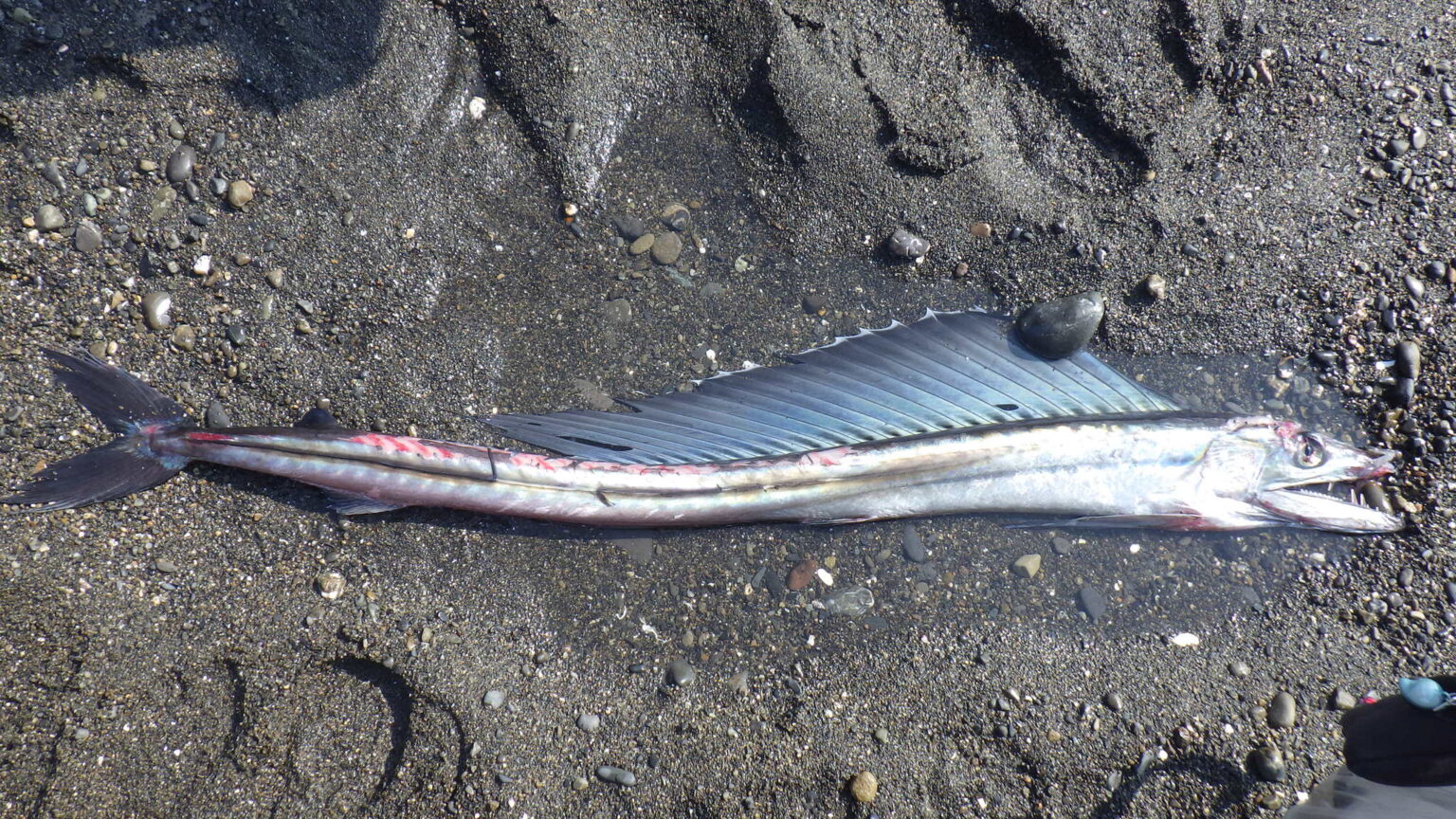 Lancetfish Facts: The Elusive Deep-Sea Predator - Animals Discovered
