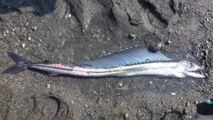Lancetfish Facts