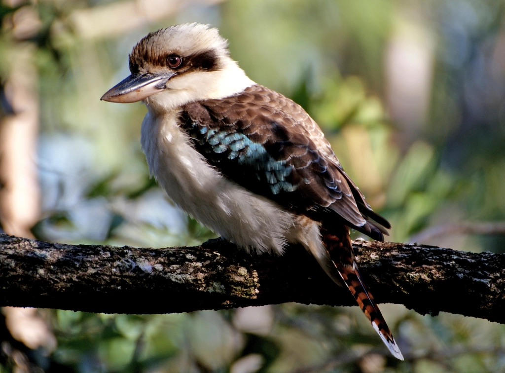 Laughing Kookaburra Facts