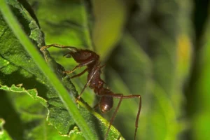 Leafcutter Ant Facts