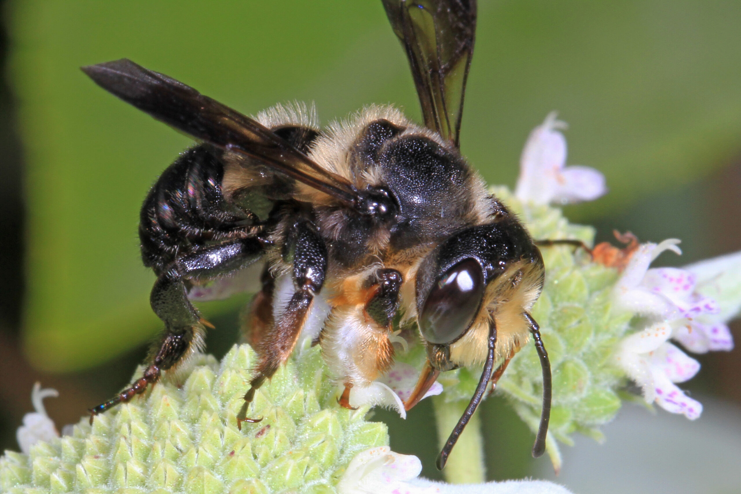 Leafcutter Bee Facts