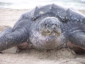 Leatherback Sea Turtle Facts
