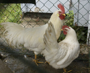 Leghorn Chicken Facts