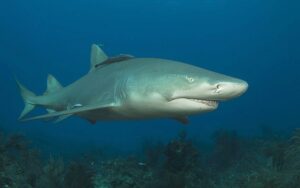 Lemon Shark Facts