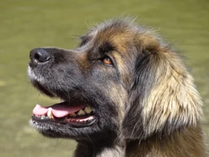 Leonberger Facts