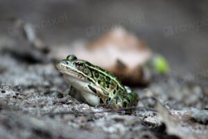 Leopard Frog Facts