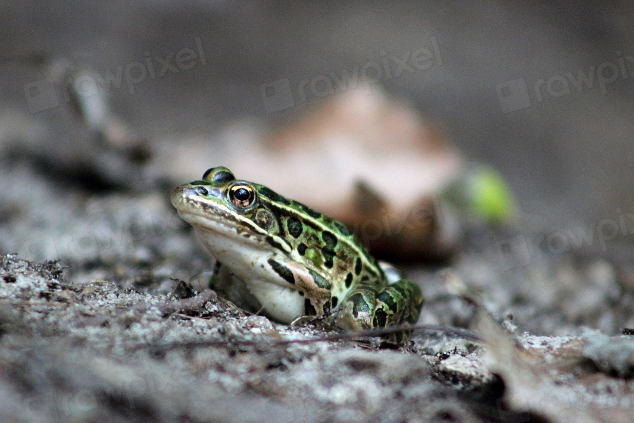 Leopard Frog Facts
