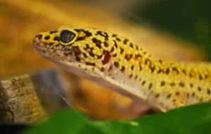 Leopard Gecko Facts