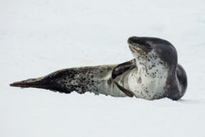 Leopard Seal Facts