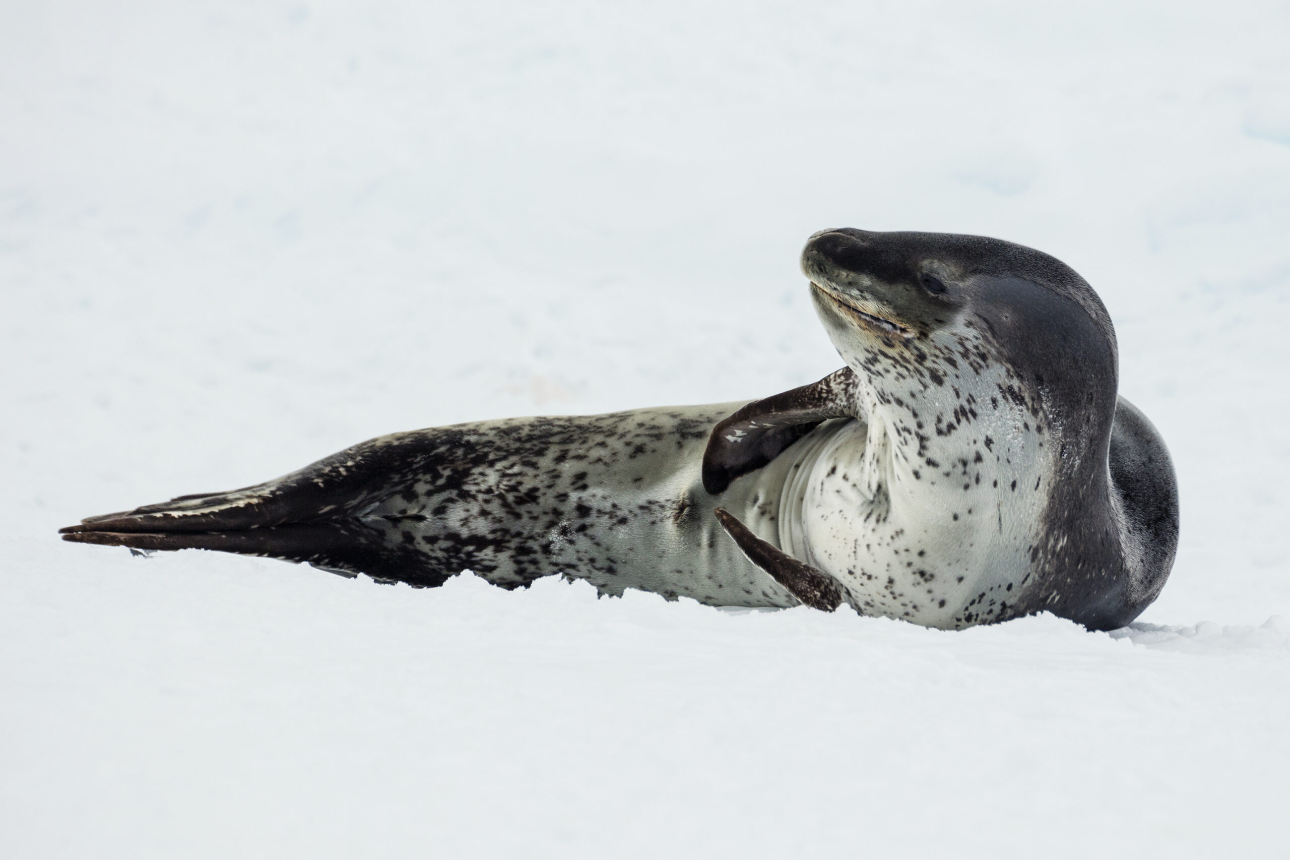 Leopard Seal Facts