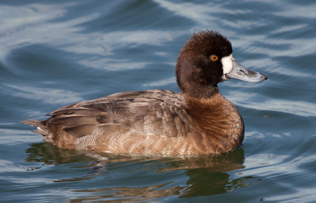 Lesser Animals Lesser Scaup Facts: Nature's Dapper Waterfowl - Animals Discovered