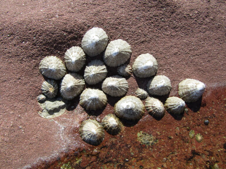 Limpet Facts: Nature's Living Suction Cup - Animals Discovered