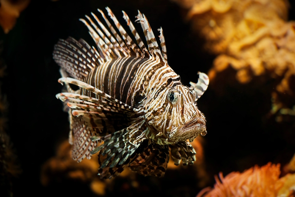 Lionfish Facts