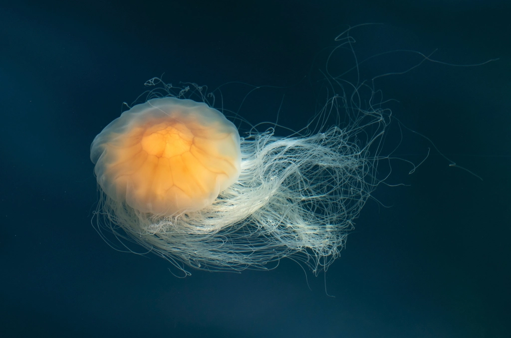 Lion’s Mane Jellyfish Facts