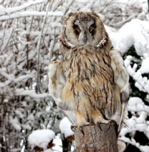 Long-Eared Owl Facts