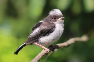 Long-Tailed Tit Facts