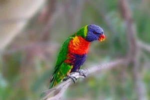 Lorikeet Facts