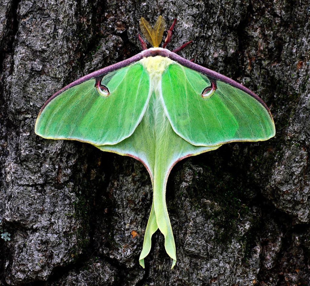 Luna Moth Facts