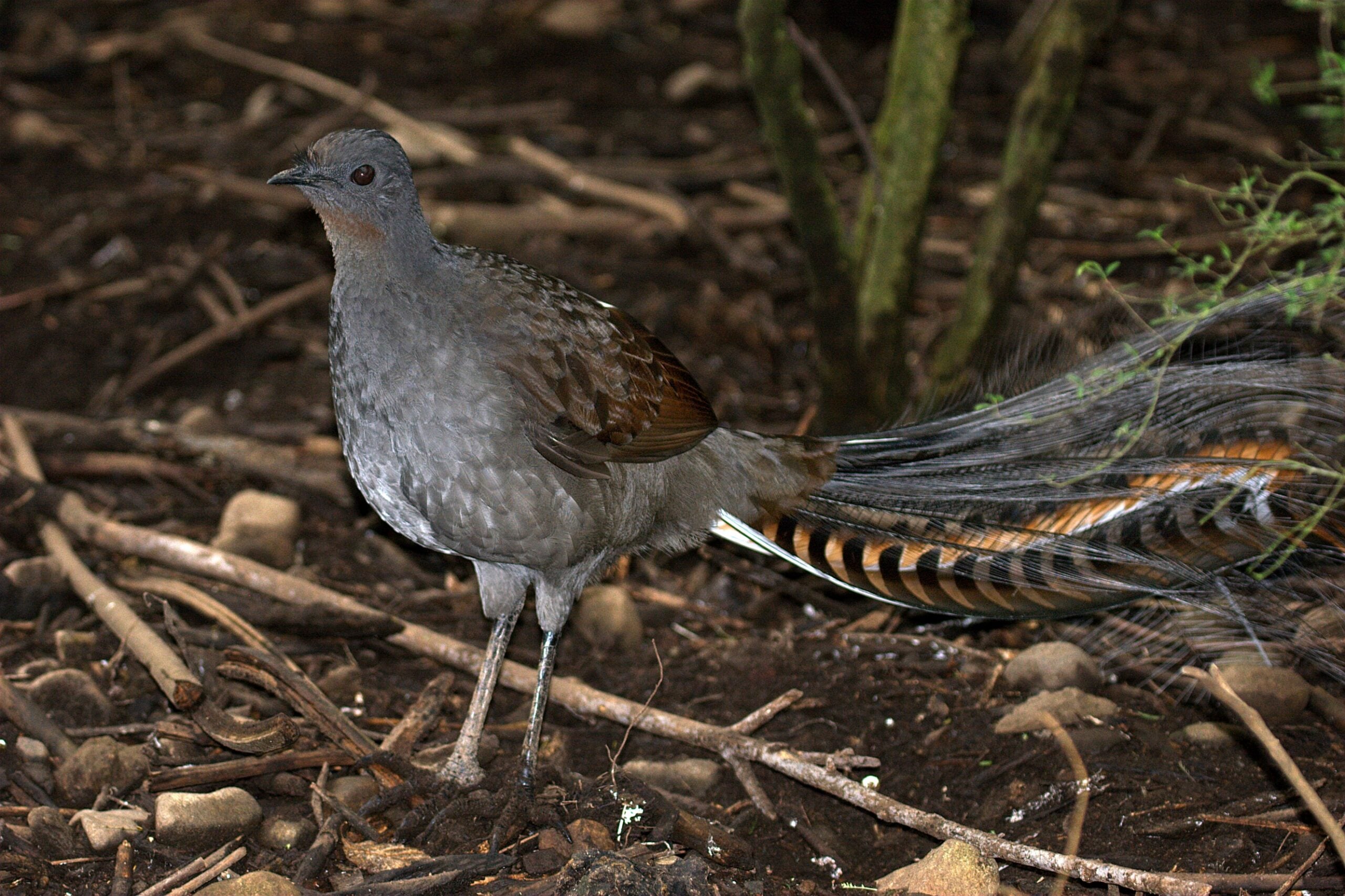Lyrebird Facts