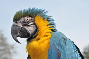 Macaw Facts