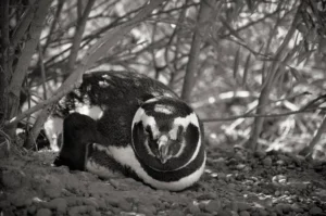 Magellanic Penguin Facts